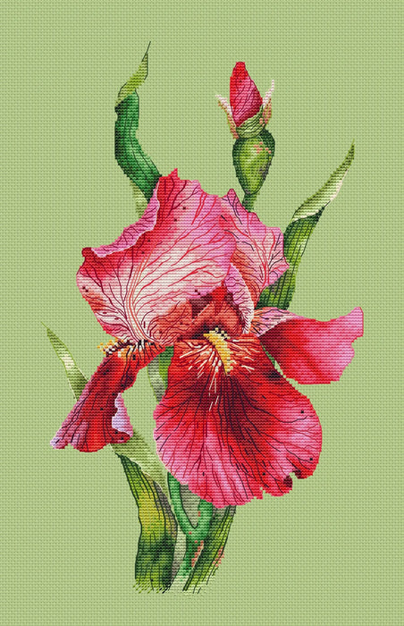 Scarlet Iris - PDF Cross Stitch Pattern