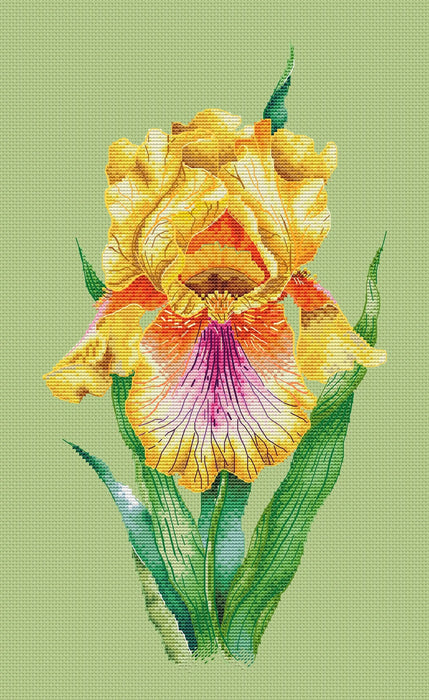 Yellow iris - PDF Cross Stitch Pattern