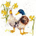 Ducks And Daffs XHD6 Counted Cross Stitch Kit - Wizardi