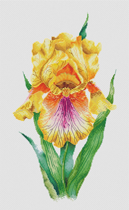 Yellow iris - PDF Cross Stitch Pattern