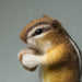 Felting kit Small chipmunk V-146C - Wizardi