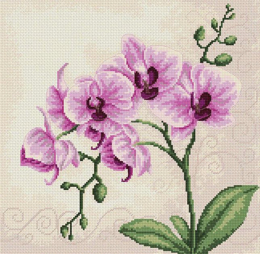 Orchid B2227l Counted Cross-Stitch Kit - Wizardi