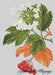 Berries - PDF Free Cross Stitch Pattern - Wizardi