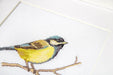 Great tit B1155L Counted Cross-Stitch Kit - Wizardi