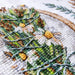 Herbal House Sampler - PDF Cross Stitch Pattern - Wizardi