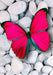 Pink Butterfly CS054 7.9 x 11.8 inches Crafting Spark Diamond Painting Kit - Wizardi