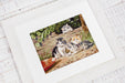 The Cats B556L Counted Cross-Stitch Kit - Wizardi