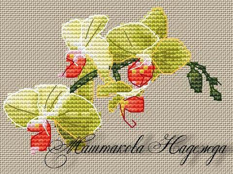 Yellow Orchid - PDF Free Cross Stitch Pattern - Wizardi